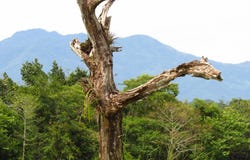 POTRERILLOS ARRIBA, DOLEGA unit: 6059m², Dolega, Chiriqui