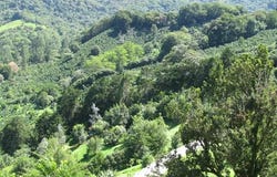 Palo Alto, Los Naranjos, Chiriquí Province