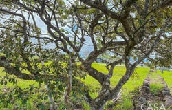 El Francés Abajo, Alto Boquete, Chiriquí Province