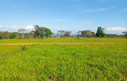 POTRERILLOS ARRIBA unit: 1500m², Dolega, Chiriqui