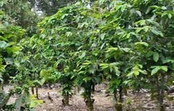 FINCA DE CAFÉ EN VOLCANCITO, BOQUETE, CHIRIQUÍ, Boquete, Chiriqui