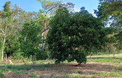 LAS UVAS, CALLE MANZANA 130907, SAN CARLOS, San Carlos, Panamá Oeste