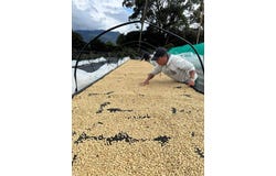 Finca Cafetera, Bajo Boquete, Chiriquí Province
