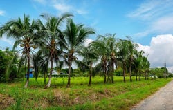CHIRIQUÍ, SAN FÉLIX, LAS LAJAS, PLAYA EL CARRIZAL, San Félix, Chiriqui