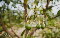 Palmira, Chiriquí, Palmira, Chiriquí Province