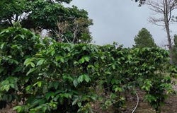 FINCA DE CAFÉ EN VOLCANCITO, BOQUETE, CHIRIQUÍ, Boquete, Chiriqui