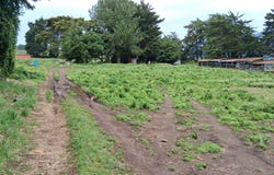 Cerro Punta 1, Cerro Punta, Chiriquí Province
