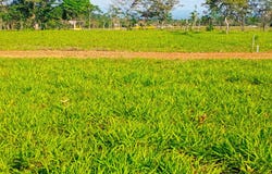 POTRERILLOS ARRIBA unit: 1500m², Dolega, Chiriqui