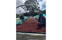 Finca Cafetera, Bajo Boquete, Chiriquí Province