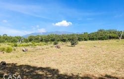 Palmira, Chiriquí, Palmira, Chiriquí Province