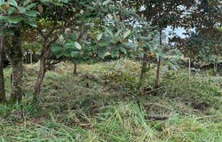 LOT #20 EMRALD DR., Boquete, Boquete