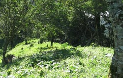 Palo Alto, Los Naranjos, Chiriquí Province