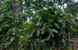 FINCA DE CAFÉ EN VOLCANCITO, BOQUETE, CHIRIQUÍ, Boquete, Chiriqui