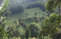 Bajo Boquete, Provincia de Chiriquí, Panamá, Bajo Boquete, Chiriquí Province