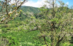 Palo Alto, Los Naranjos, Chiriquí Province