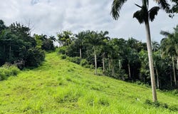Lotes E, F y G, Bo Las Piedras Blancas, Carretera 416 KM 3.0, Aguada, PR 00602, Aguada, Aguada, Aguada, Aguada