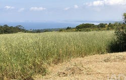 Setúbal, Setubal