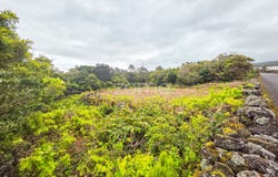 São Roque do Pico, Azores