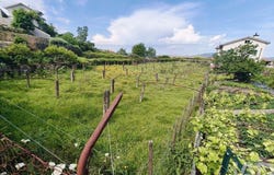 Lanhelas, Viana Do Castelo 4910