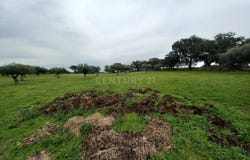 Zebreira e Segura, Castelo Branco District