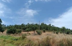 Salgueiro do Campo, Castelo Branco District