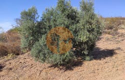 Odeleite, Algarve