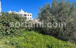 Loule, Faro