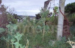 Vila Verde, Coimbra District