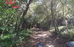 Colares, Lisbon 2705