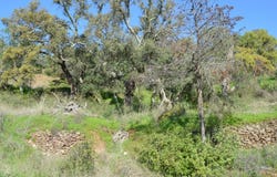 São Brás de Alportel, Algarve