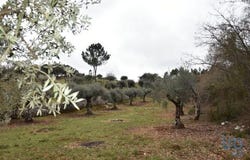 Ferreira do Zêzere, Santarém 2240-300