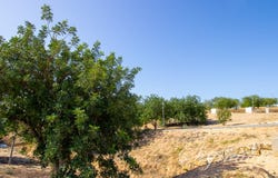 Santa Bárbara de Nexe, Algarve