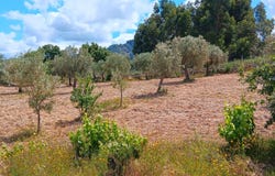 Monsanto e Idanha-a-velha, Castelo Branco District