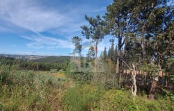 Caldas da Rainha, Leiria District