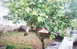 Mira De Aire, Leiria 2485