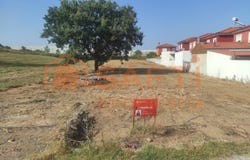 Calvaria de Cima, Leiria District
