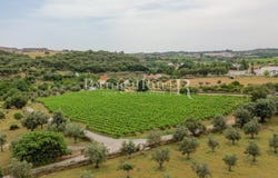 Borba (Matriz), Évora 7150