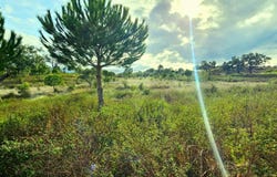 GRÂNDOLA, Setubal