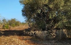 Lagos, Faro 8600-071