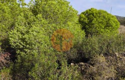 Faro, Algarve 8950