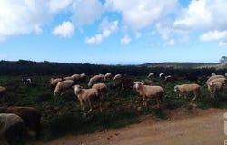 Faro, Algarve
