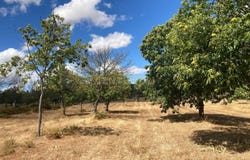 Pinela, Bragança District