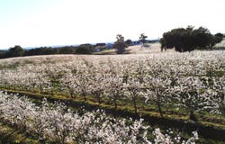 Foros de Vale de Figueira, Évora District