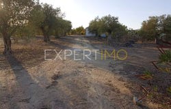 M517, Beja, Beja District 7830