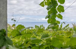 Calheta, Madeira 9370