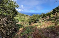 Faial, Madeira 9230