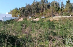 Braga, Braga