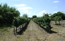Beja, Beja District