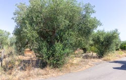 Torres Novas (Santa Maria, Santarém District