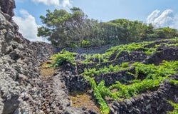 Madalena, Azores